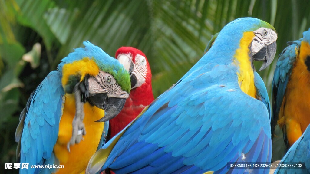 多彩鹦鹉群聚于绿植间