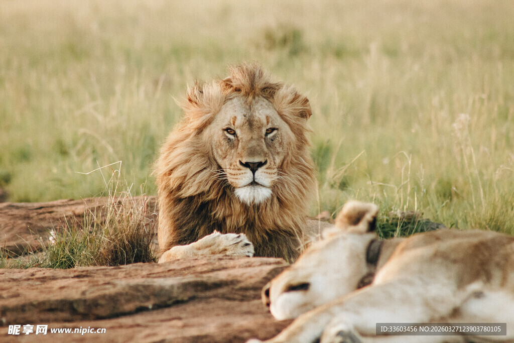 草原上休憩的雄狮与雌狮