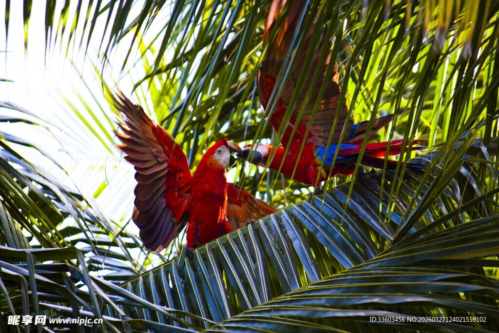 丛林中色彩艳丽的红鹦鹉