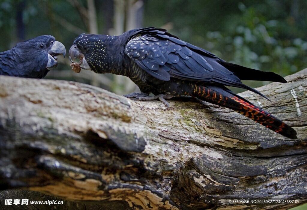 两只黑鹦鹉栖息于树干