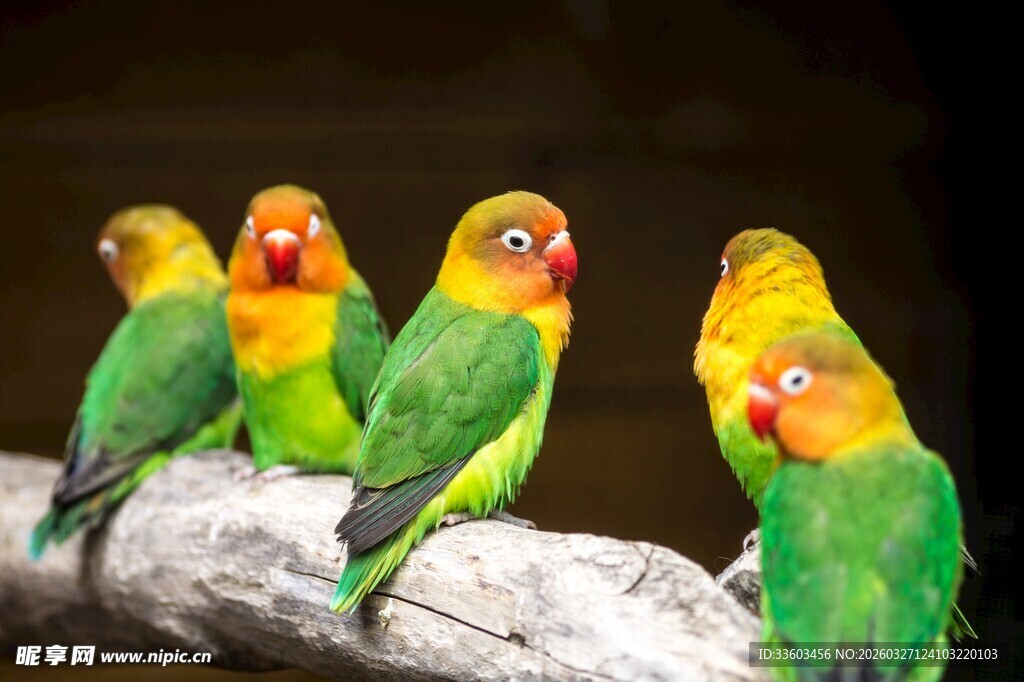 多彩鹦鹉栖息枝头