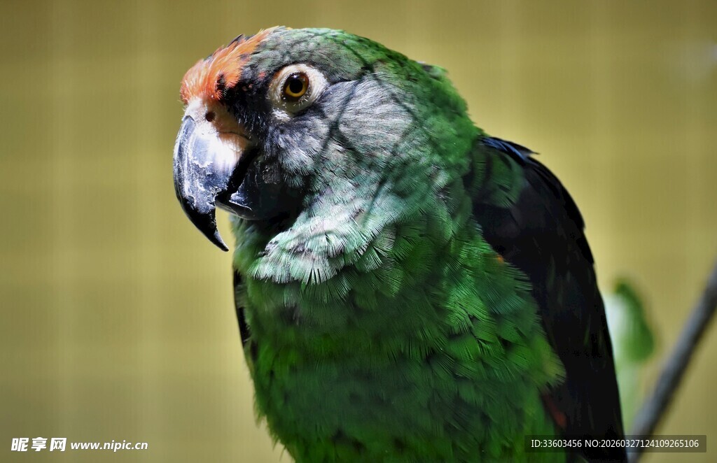 绿羽鹦鹉特写