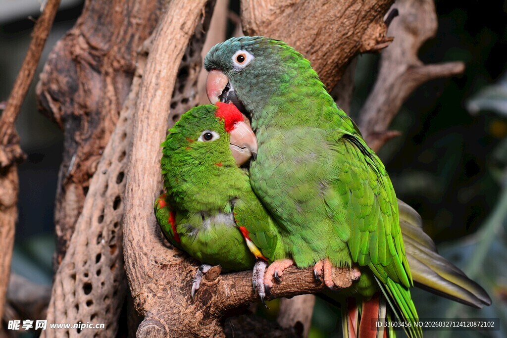 树枝上亲昵的两只绿鹦鹉