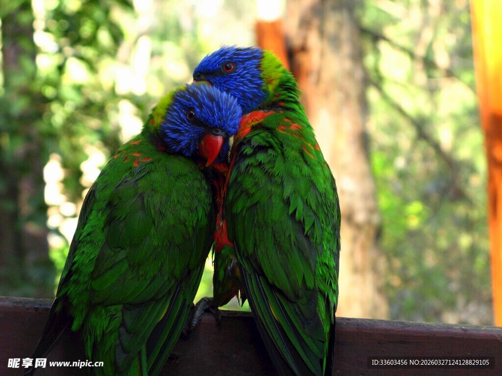 色彩斑斓鹦鹉亲昵依偎