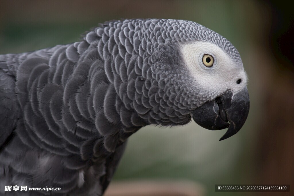 非洲灰鹦鹉特写