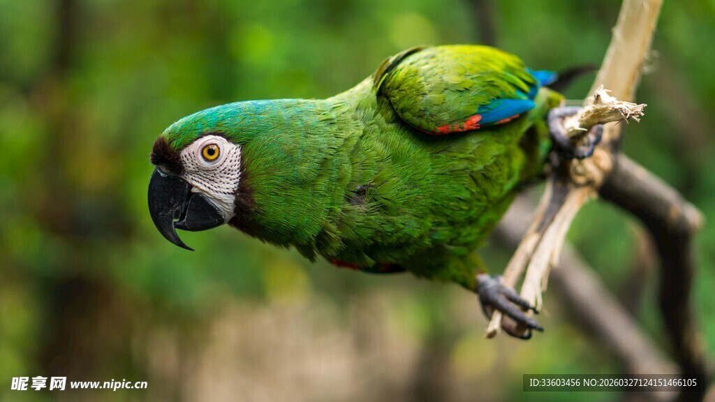 翠绿鹦鹉倒挂枝头