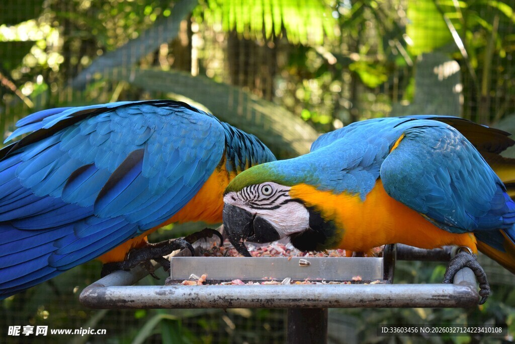 蓝黄鹦鹉进食画面