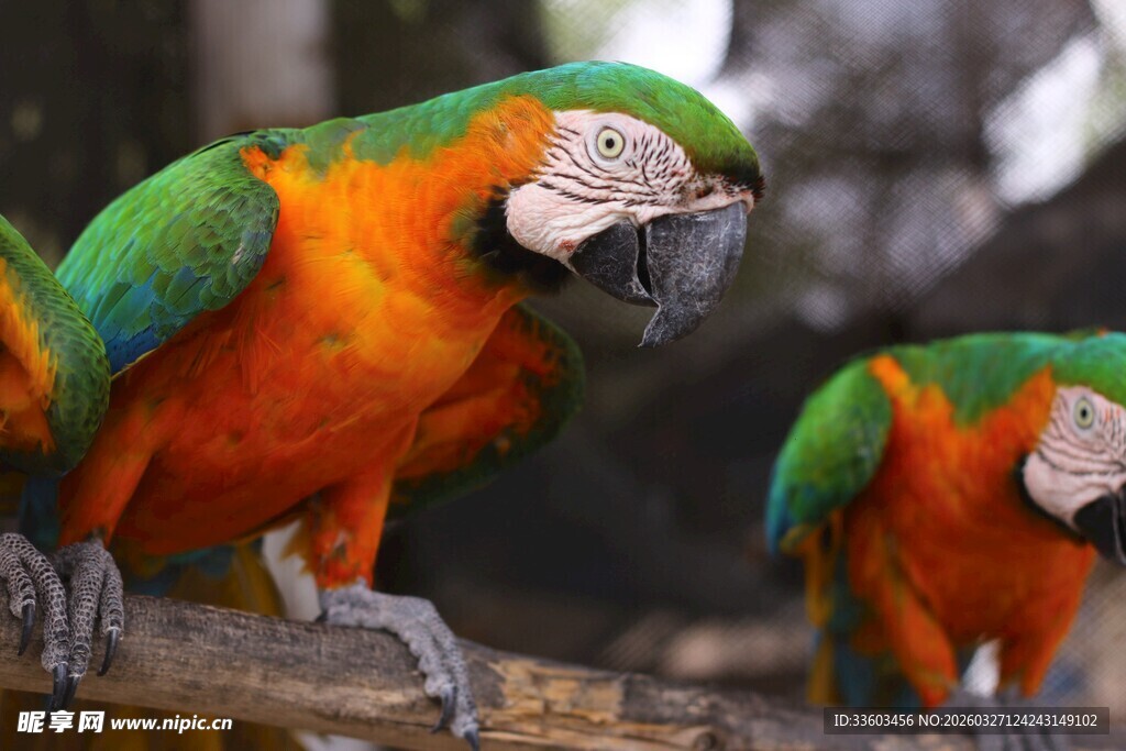 色彩斑斓的亚马逊鹦鹉