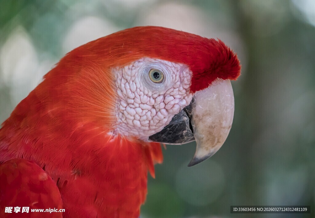 红色鹦鹉特写