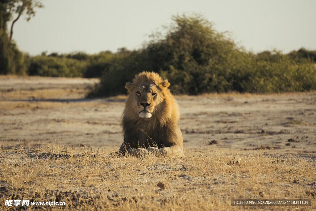 草原上独坐的雄狮