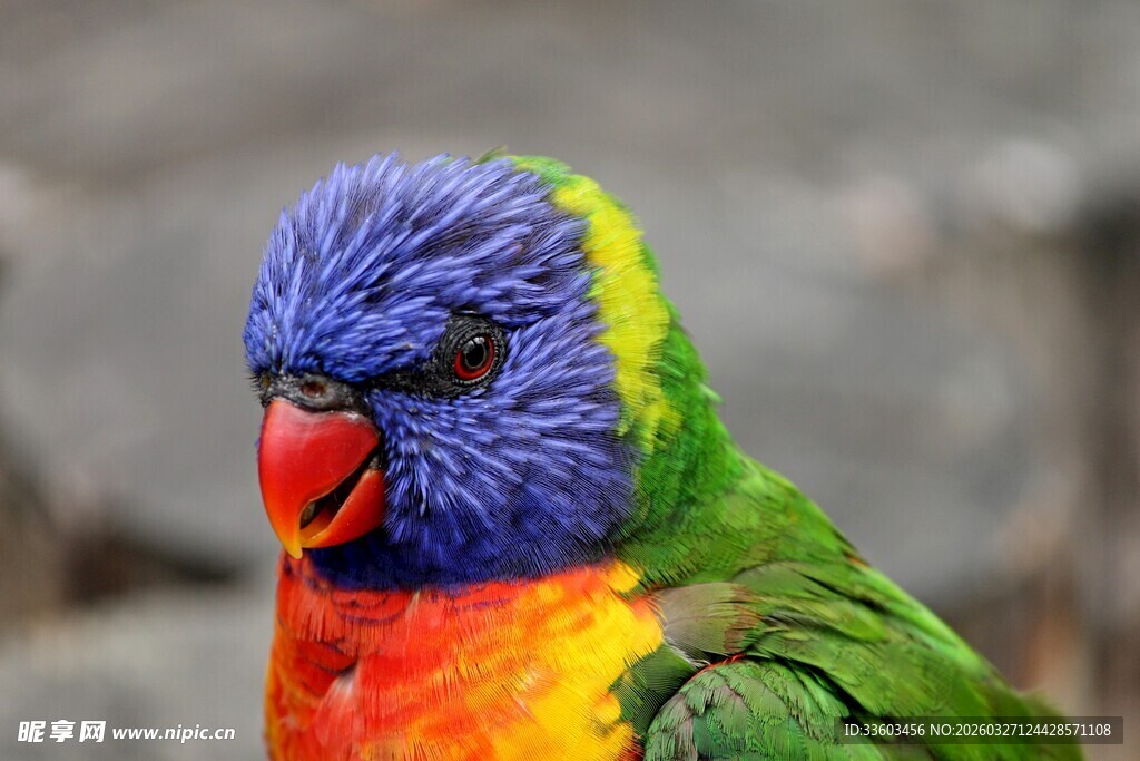 五彩斑斓的鹦鹉头部特写