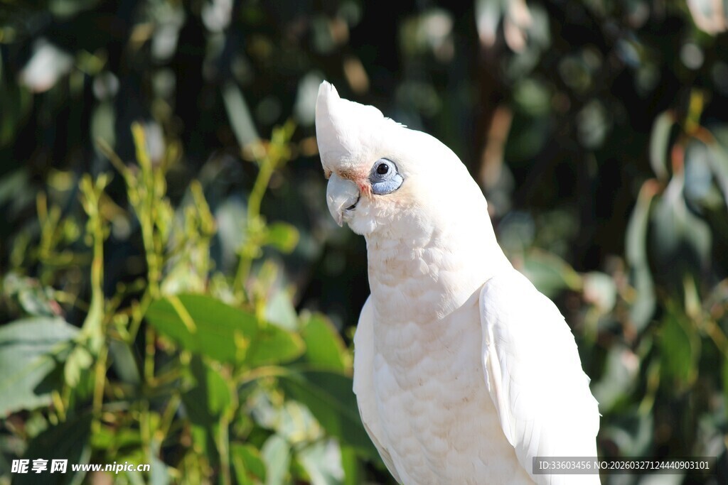 白色鹦鹉立于绿植间