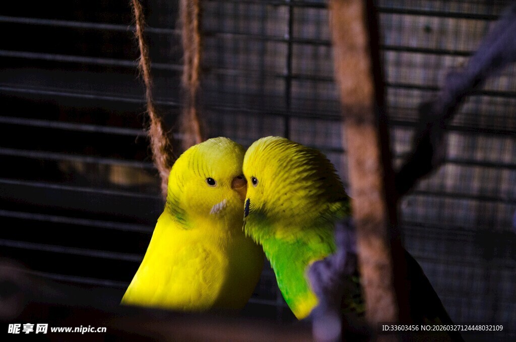 笼中亲昵的黄色绿色鹦鹉