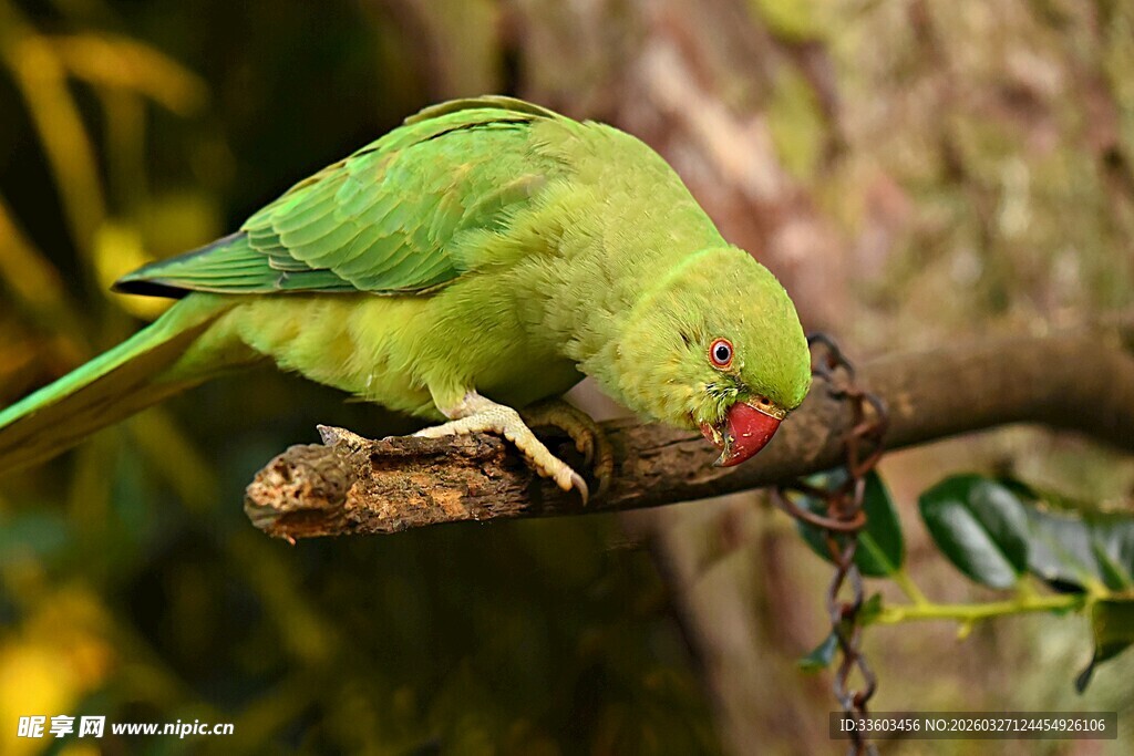枝头绿鹦鹉进食瞬间