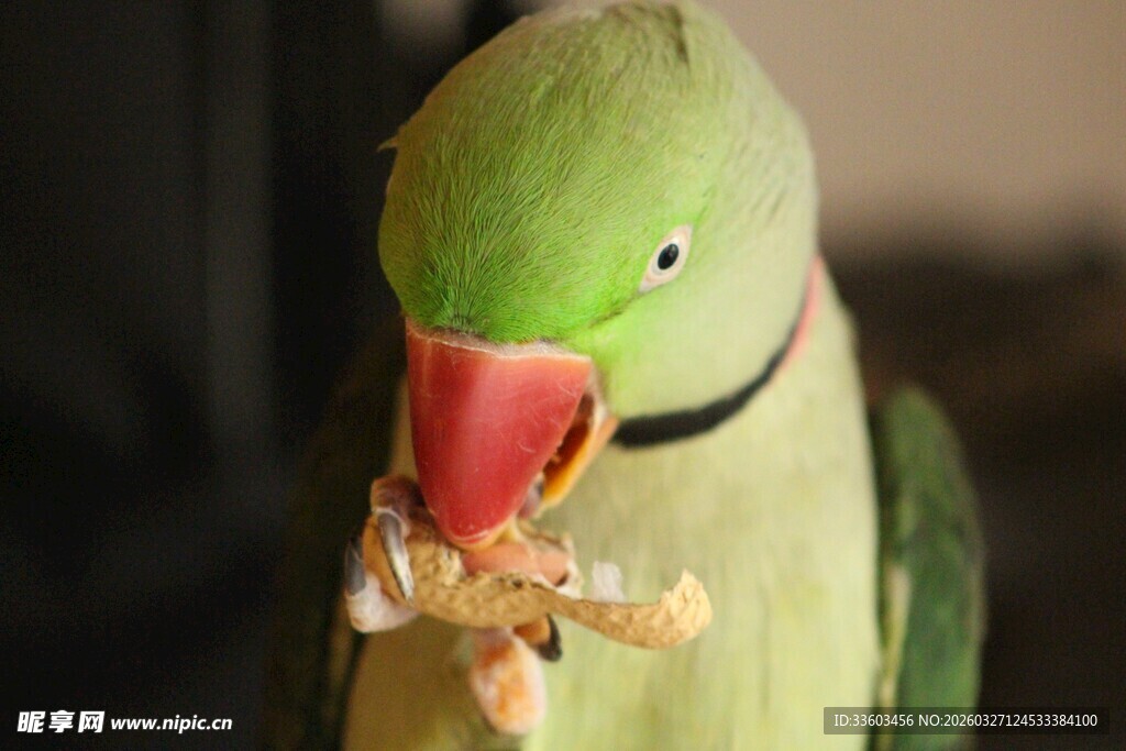 绿鹦鹉叼着食物