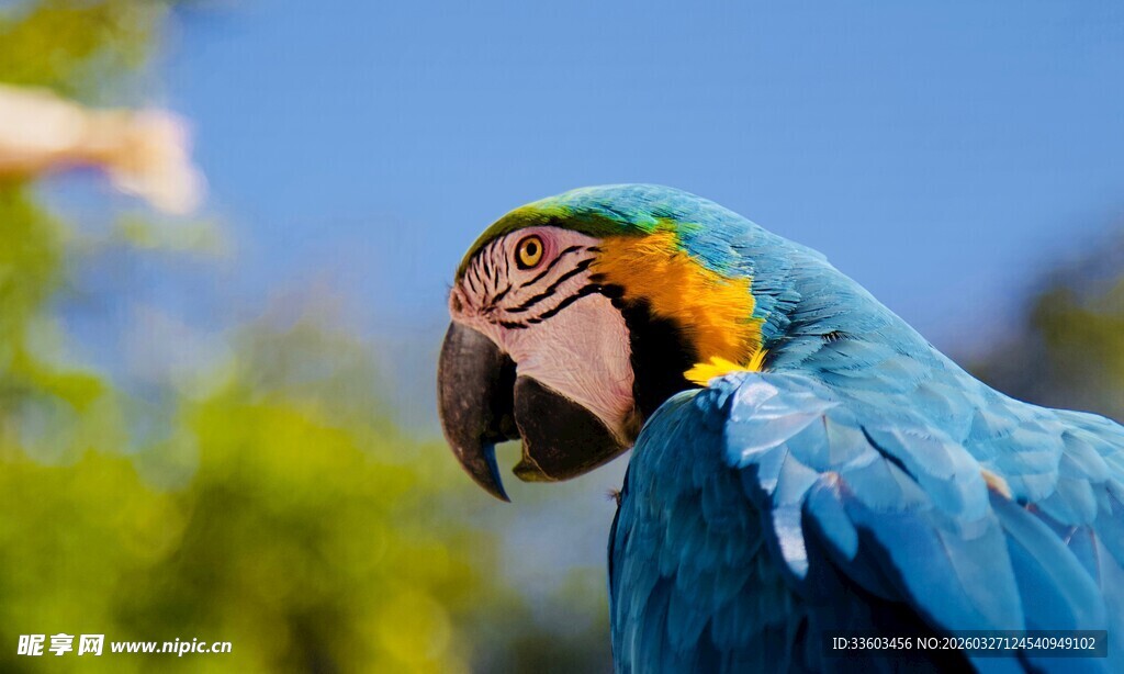 蓝羽金刚鹦鹉特写