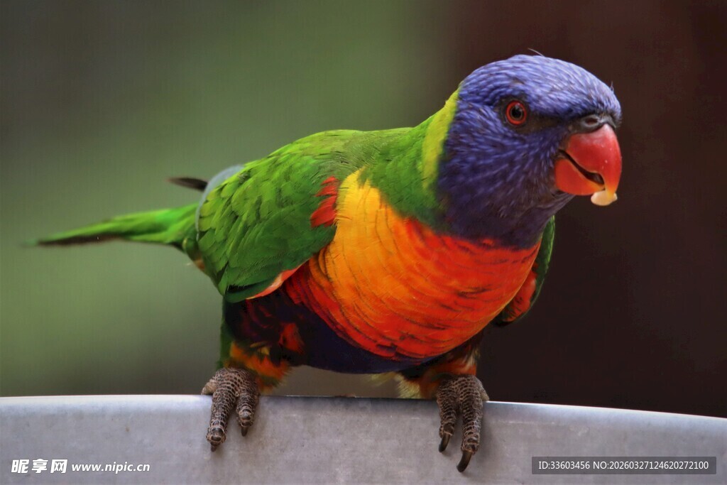 多彩鹦鹉栖息于边缘