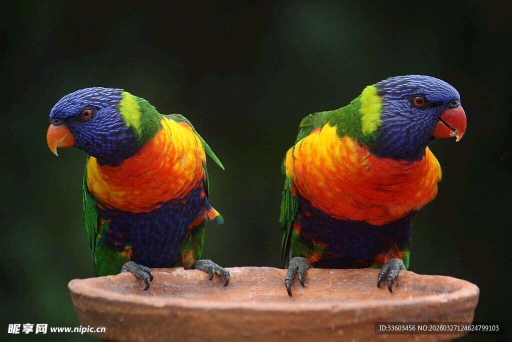 多彩鹦鹉立于木台