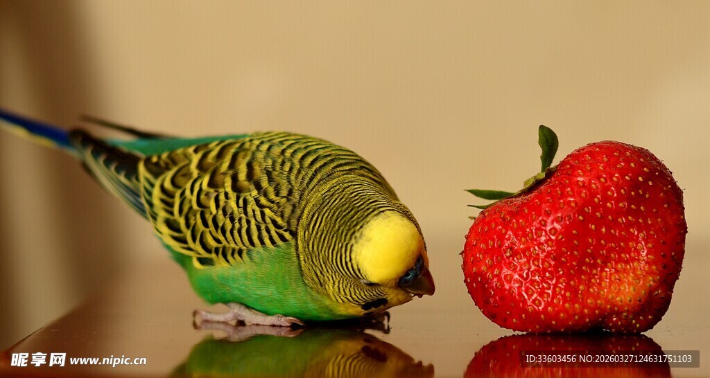 鹦鹉嗅闻鲜红草莓