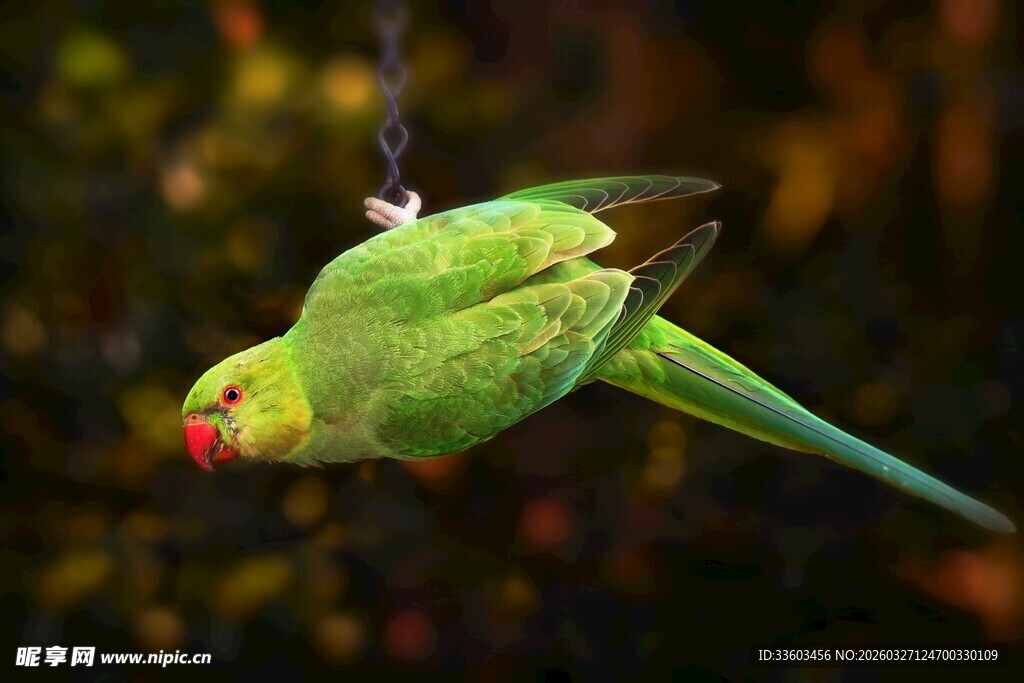 翠绿鹦鹉悬于枝头