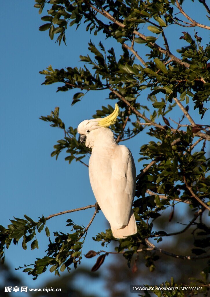 枝头白鹦鹉