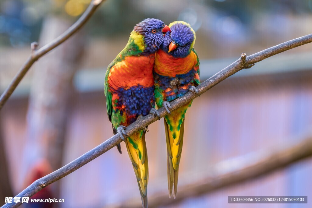 多彩鹦鹉依偎枝头