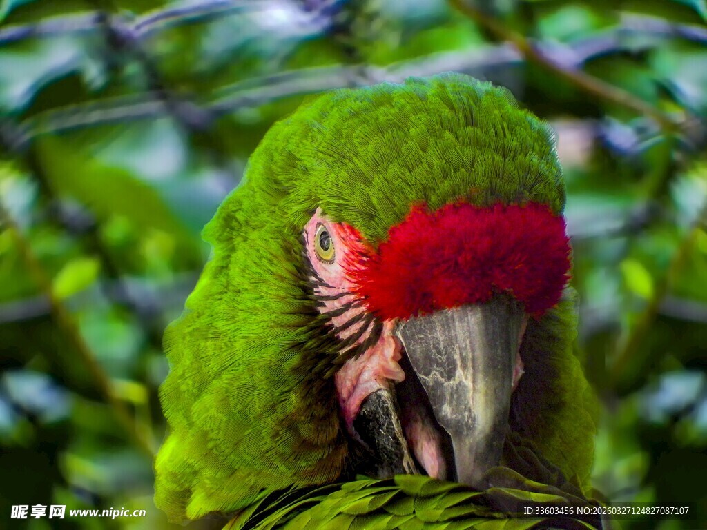 绿羽红冠鹦鹉特写