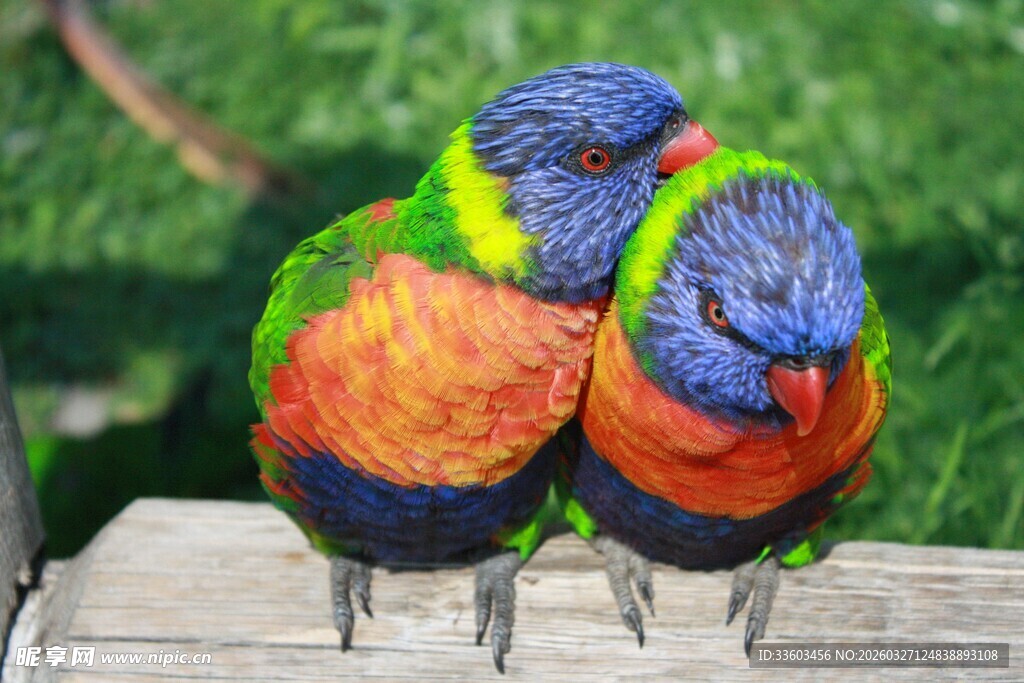 多彩鹦鹉亲昵依偎