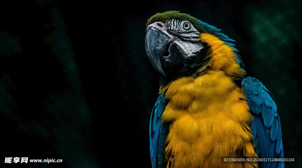 蓝黄相间的美丽鹦鹉