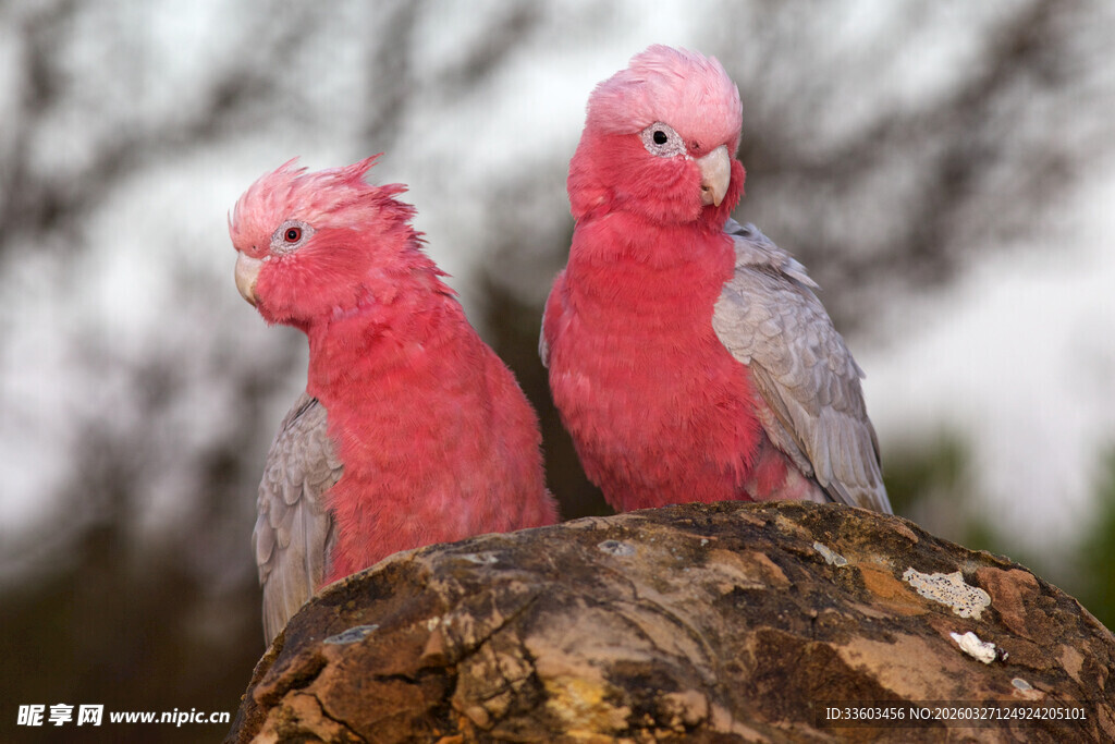 粉红鹦鹉栖息于树干上