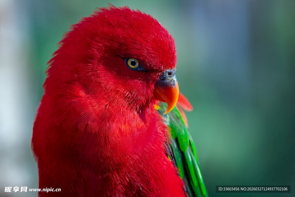 艳丽红鹦鹉叼绿叶