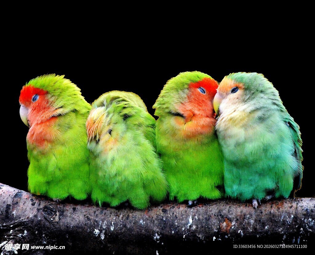 五只色彩艳丽的鹦鹉