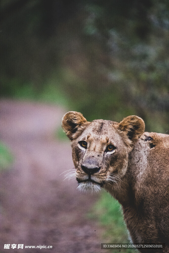 野外凝视的母狮