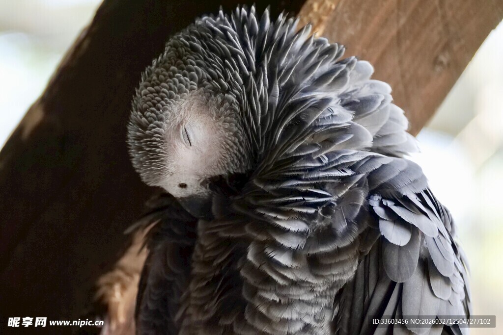 灰鹦鹉低头整理羽毛