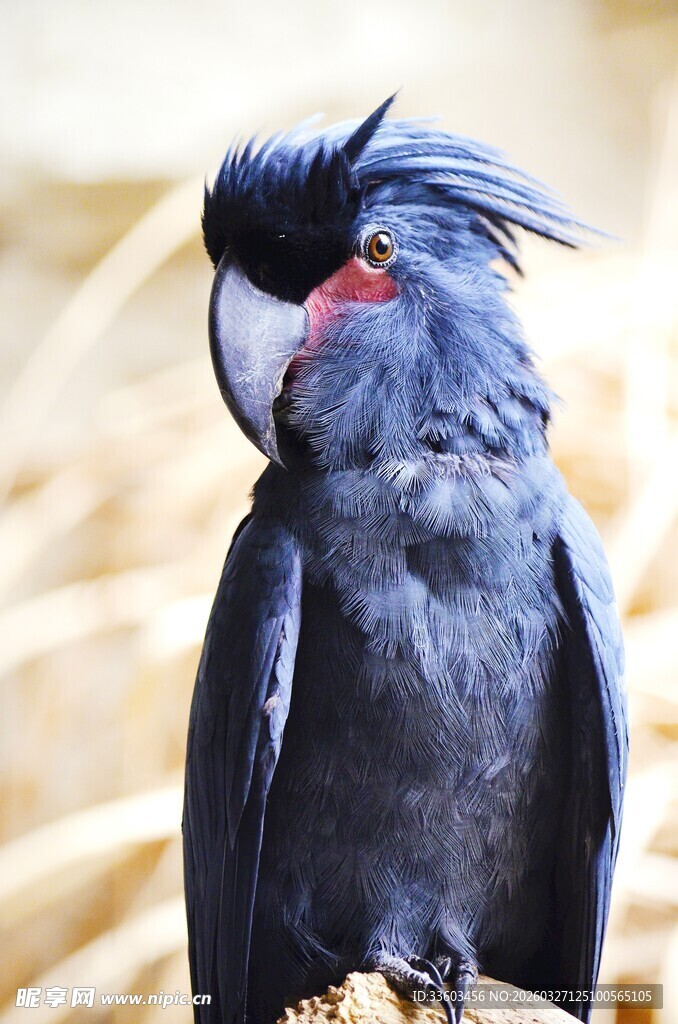 黑羽凤头鹦鹉特写