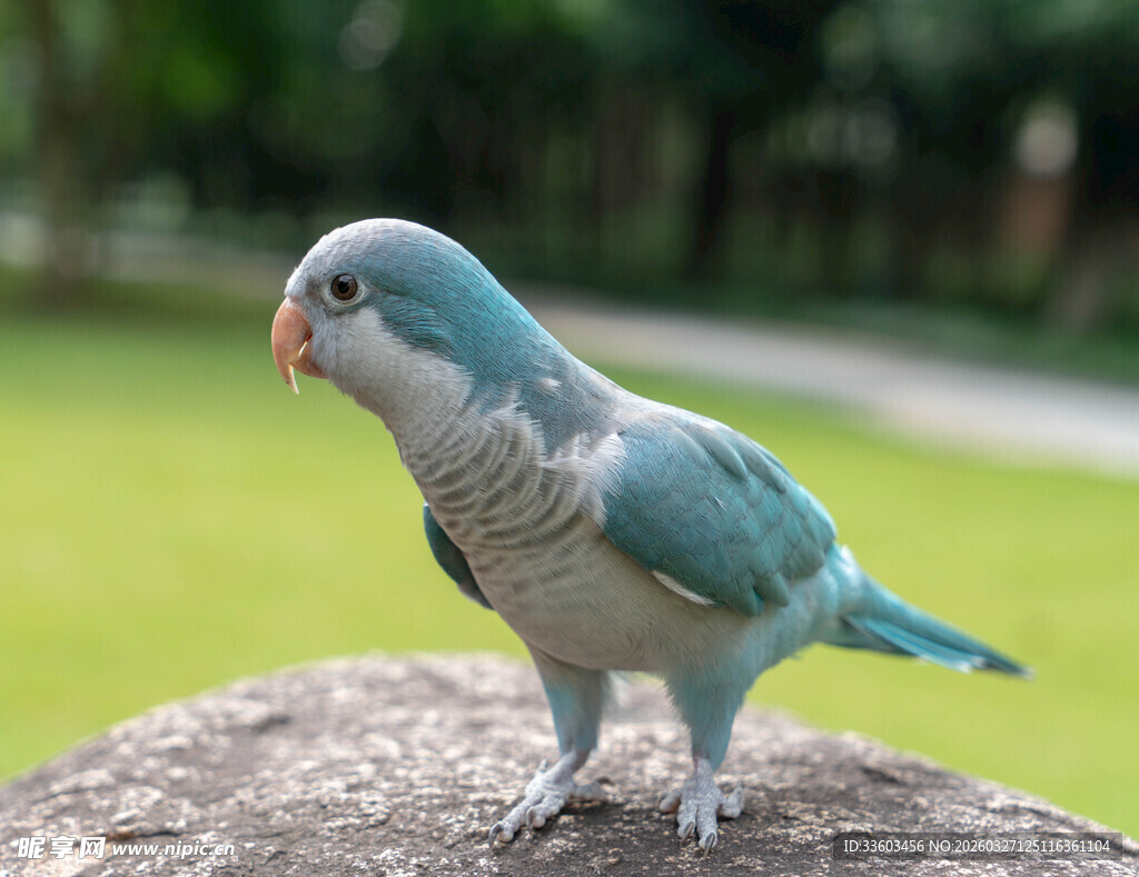 蓝白鹦鹉立于石上