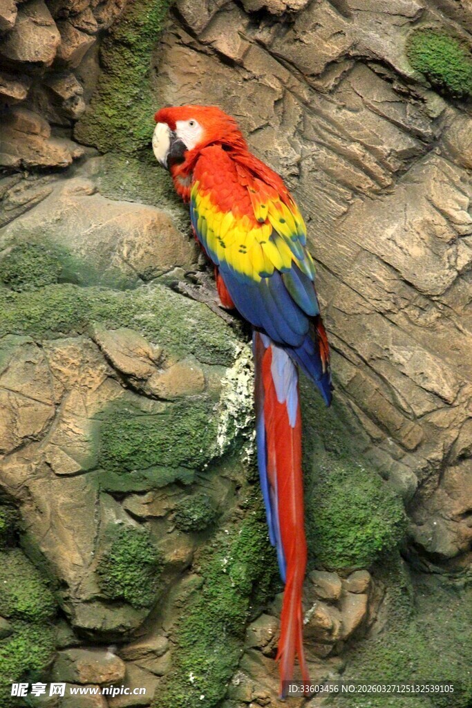 五彩斑斓鹦鹉栖息岩石上