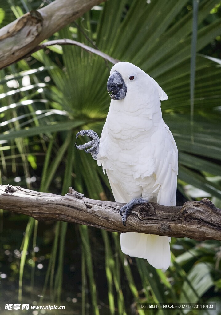 枝头白鹦鹉
