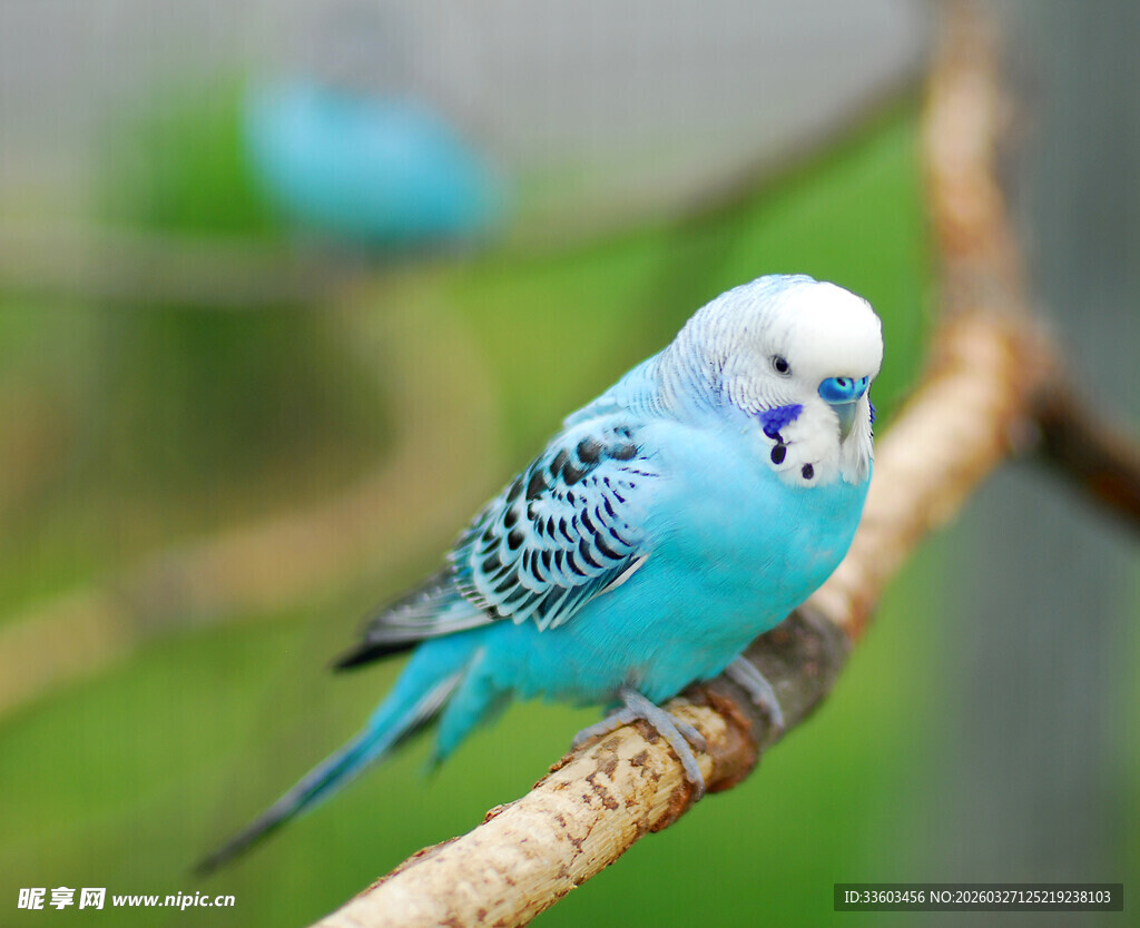 蓝色虎皮鹦鹉栖息枝头