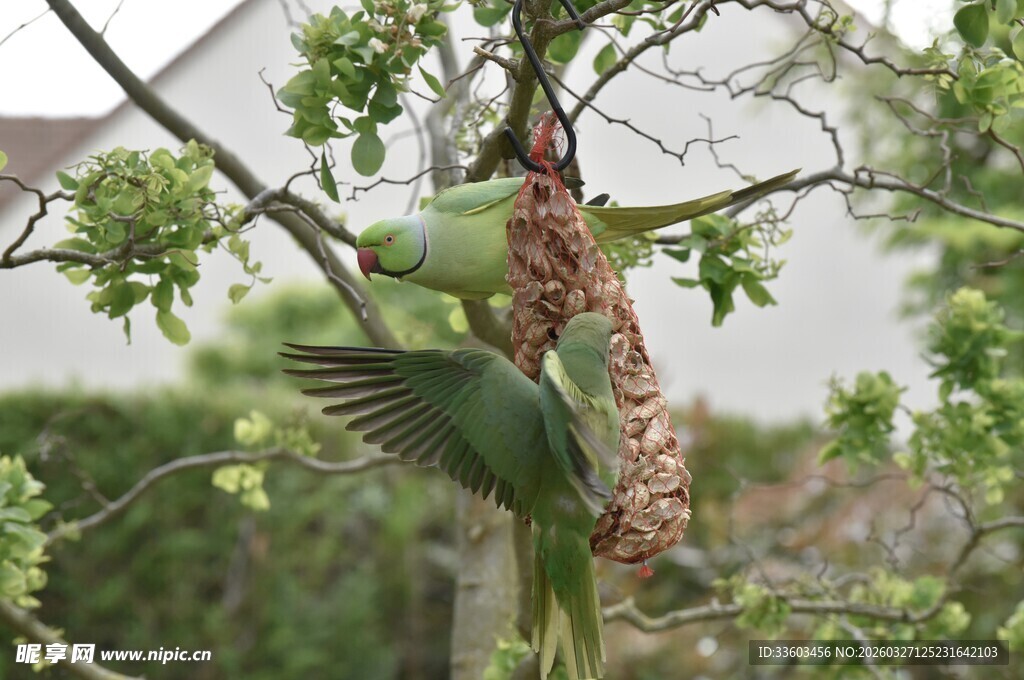 绿鹦鹉枝头互动瞬间