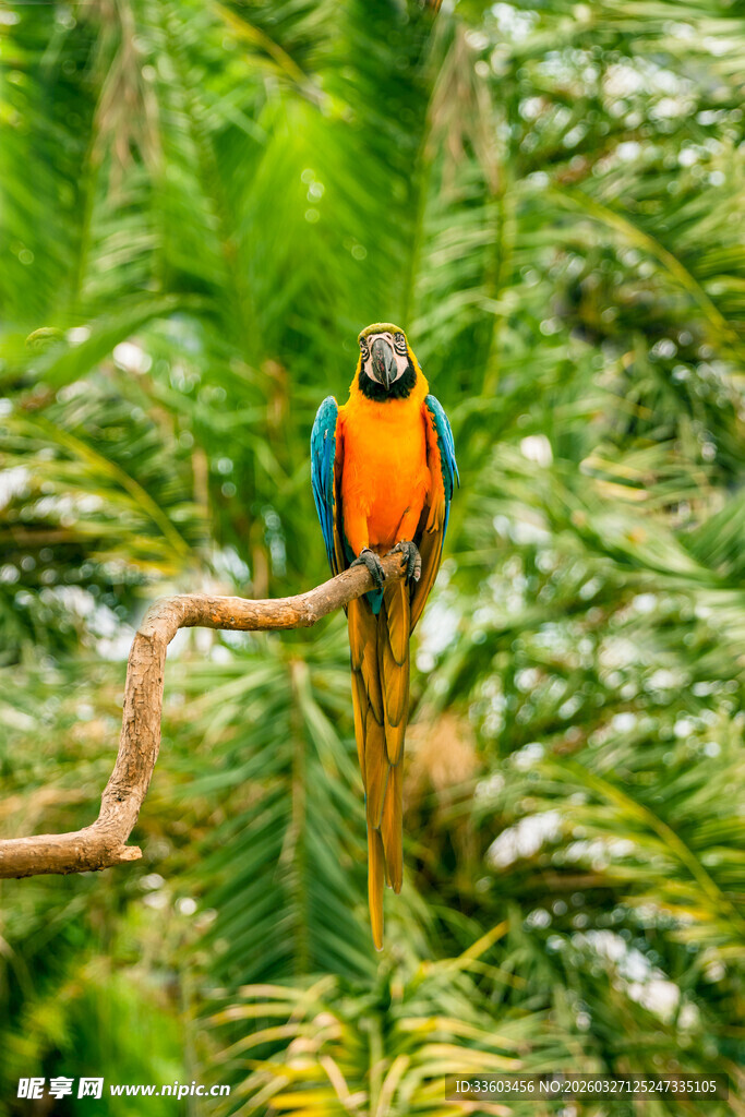 多彩鹦鹉栖息于繁茂丛林