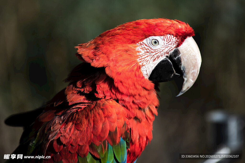 鲜艳红鹦鹉特写