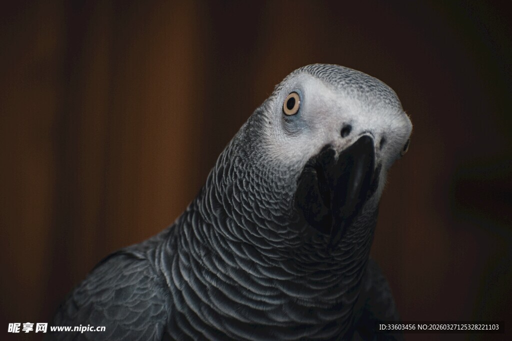灰鹦鹉特写