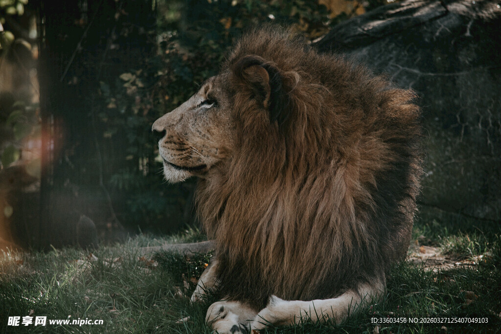 雄狮静卧于葱郁林间