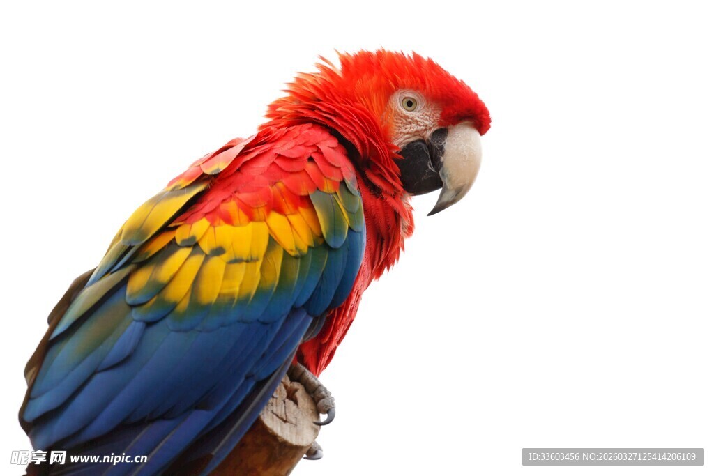 色彩斑斓的金刚鹦鹉