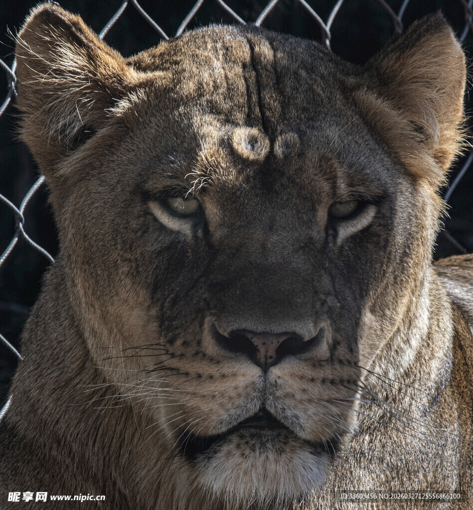 笼中雄狮特写