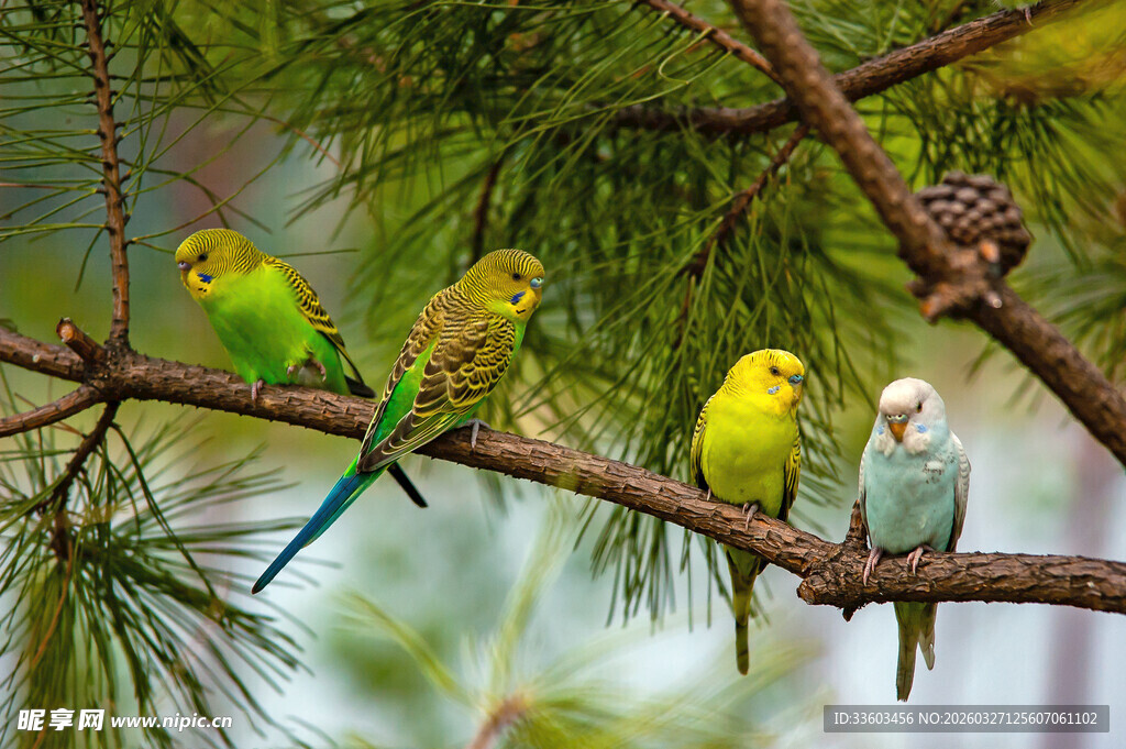 树枝上多彩鹦鹉齐聚