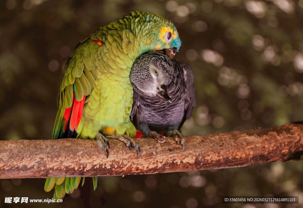 树枝上亲昵的鹦鹉与鸽子