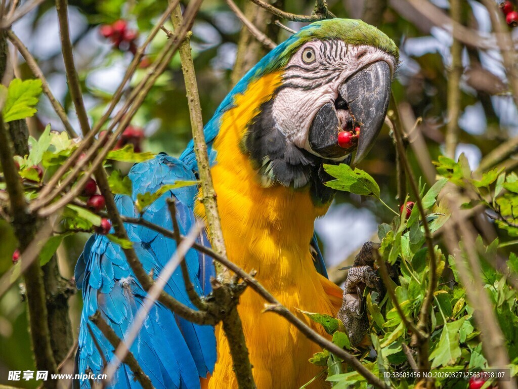 蓝黄鹦鹉枝头啄食浆果