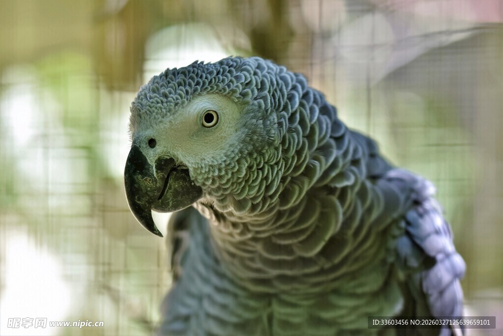 灰鹦鹉特写